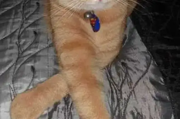 Lost Ginger Cat: Chipped, Neutered, Gentian St.