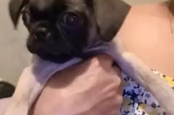 Perros perdidos, , foto: ¡Ayuda! Pug Hembra Robada en Matamoros, Tamps