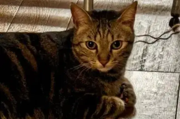 Animaux perdus Paris, photo: Chat Tigré Kiwi Perdu à Paris 12