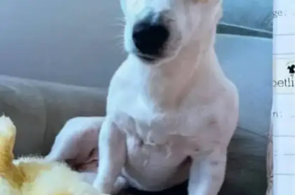 Animaux perdus Laon, photo: Petite chienne Bella perdue à Laon