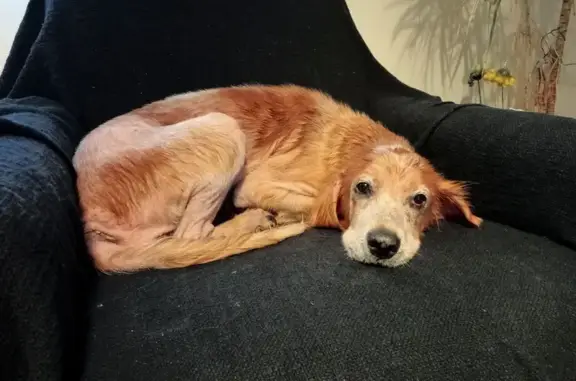 Chienne âgée trouvée à Inzinzac-Lochrist - photo