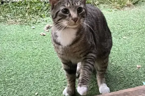 Chat mâle non castré trouvé Rue Clisson, Paris - photo