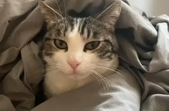 Animaux perdus Sète, photo: Chatte disparue, 4 ans, Sète, Rue Carnot