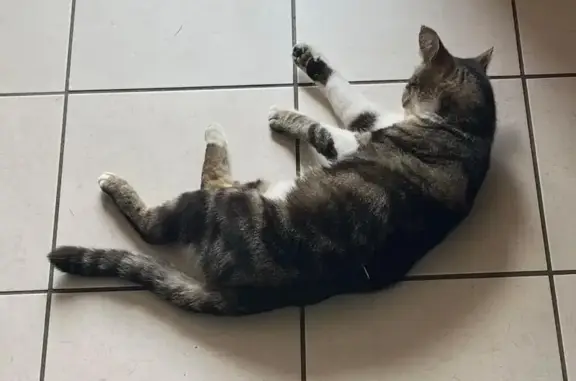 Chat tricolore disparu à Montigny-le-Chartif - photo