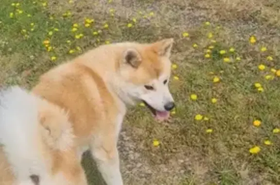 Chien perdu , photo : Chien Akita Inu 1 an roux perdu à Quistinic