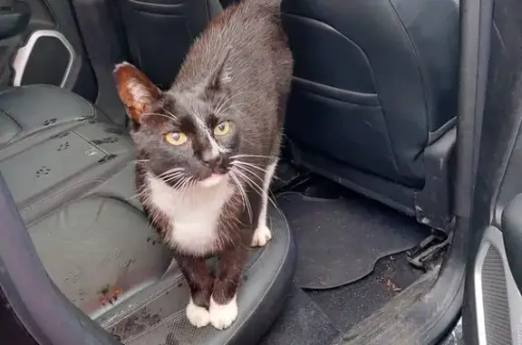 Chat trouvé Nantes, photo: Chat noir et blanc trouvé près Parc de Procé
