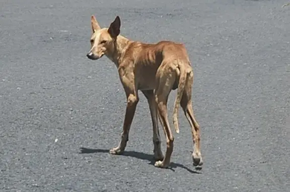 Пропала собака! Ливертка, 2 роки, червоний нашийник