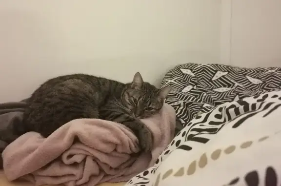 Chatte tigrée disparue à St-Aubin-la-Plaine - photo