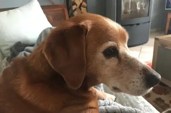 Chien perdu , photo : Chien mâle marron disparu à La Jarrie-Audouin