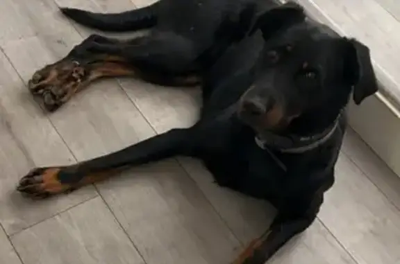Animaux perdus Fuveau, photo: Chien perdu: Louna, collier noir, Fuveau