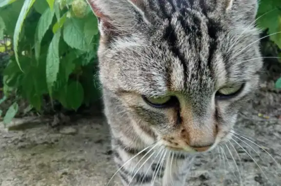 Animaux perdus Pasly, photo: Chat tigré disparu, craintif, Pasly