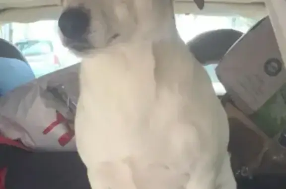 Animaux perdus Fuveau, photo: Chien disparu à Fuveau: Jack, tache sur l'œil