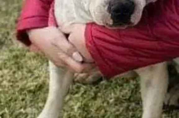 Lost Staffy: White with Brindle Spots in Delmas