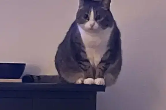 Chatte tigrée perdue à Loireauxence - photo