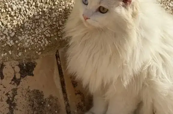 ¡Ayuda! Gata Bicolor Natacha Perdida en Chipiona