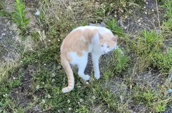Chat craintif trouvé à Touvre, Rue des Gauchons - photo