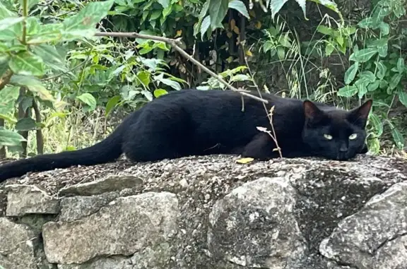 Animaux perdus Nîmes, photo: Chatte noire disparue à Nîmes, Impasse Géraniums