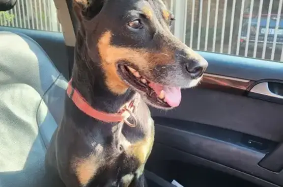 Found: Medium Black Dog w/ Red Collar - Pretoria