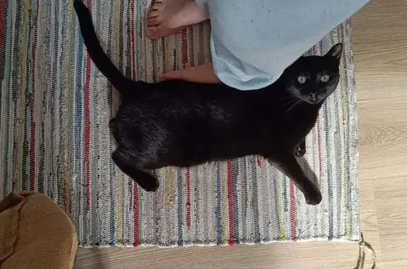 Chat perdu, Cergy, photo: Chat noir européen disparu à Cergy