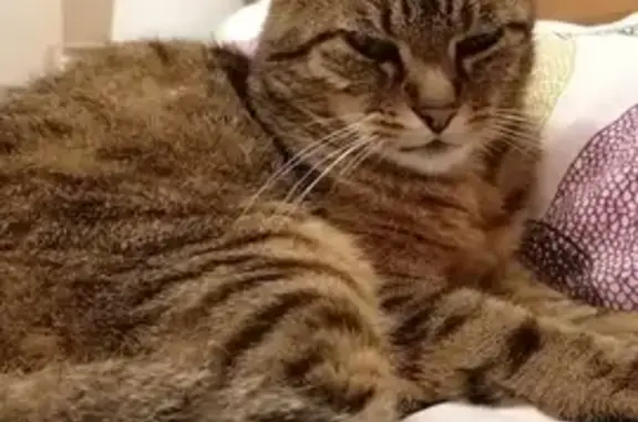 Chat 16 ans disparu à Vernon, Place de Paris - photo