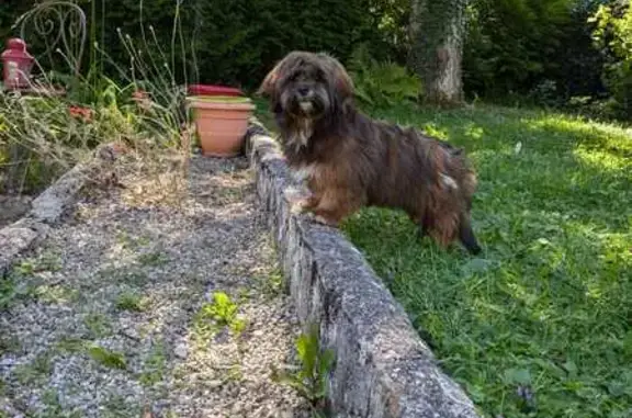 Chien perdu , photo : Chienne Lhassa Apso perdue à Valromey-sur-Séran