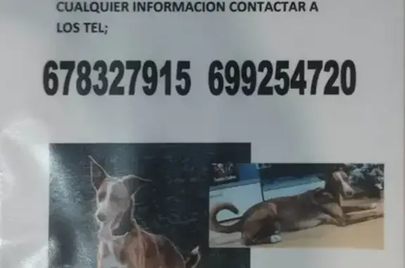 ¡Ayuda a Encontrar! Podenco Marrón Perdido en Cadrete