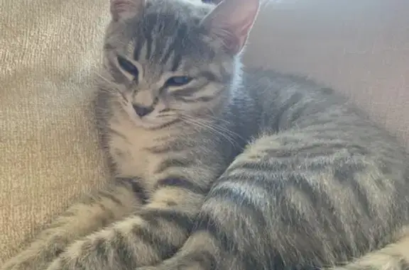 Chat perdu, Caluire-et-Cuire, photo: Chaton gris tigré perdu à Caluire, aide SVP