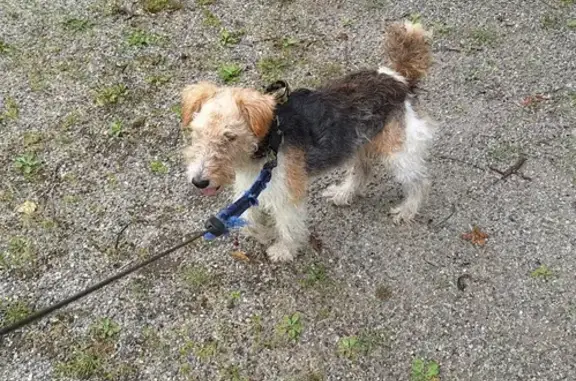 Jeune Fox-terrier trouvé à Clermont-Ferrand - photo