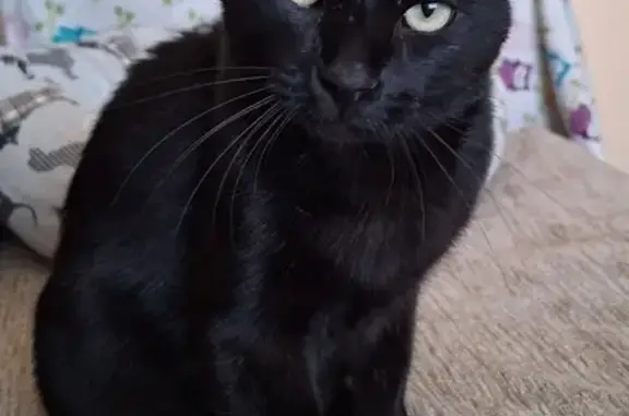 Gato Negro Amoroso Encontrado en Zaragoza