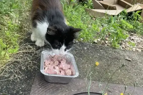 Animaux trouvés Lieurey, photo: Chat femelle noir et blanc trouvé à Lieurey