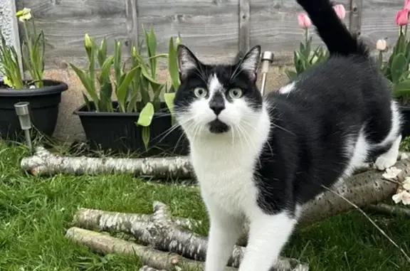 Lost Cat: Black & White, Mashiters Hill 19