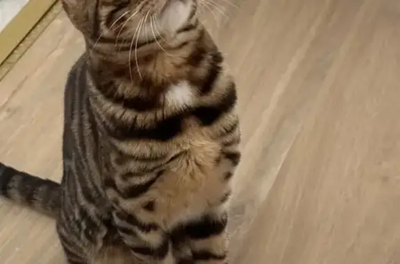 Missing Bengal Cat - 11 Months Old, Microchipped