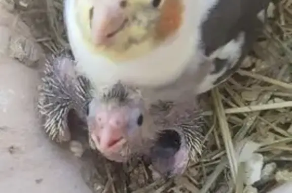 Animaux perdus , photo: Mâle calopsitte panaché perdu à Écuelle