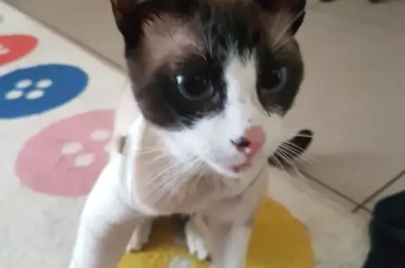 Siamois mâle trouvé, 5 ans, Nice, affectueux - photo
