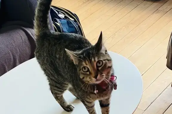 Chatte disparue Noisette, pucée, Rue Weiss - photo