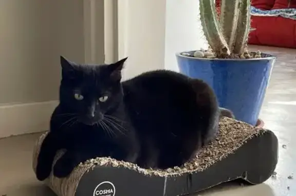 Chat perdu, Clisson, photo: Chatte noire Lana disparue à Clisson