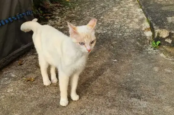 Gatita Amorosa Blanca y Naranja Hallada