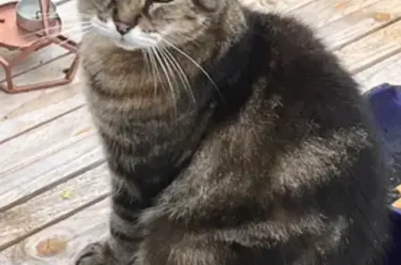 Animaux perdus La Grande-Paroisse, photo: Chatte âgée sourde perdue à La Grande-Paroisse