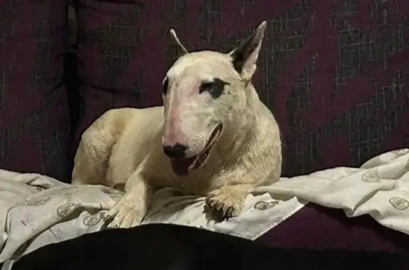 Bull Terrier Blanco Perdido en Montroy