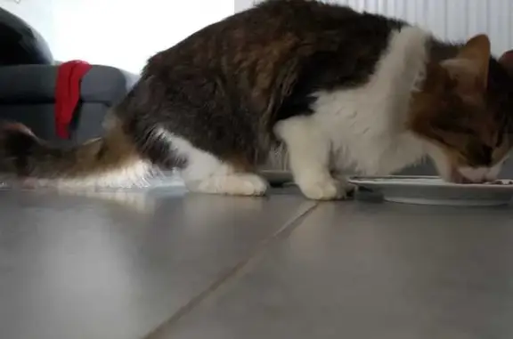 Chat perdu, Furiani, photo: Chat européen femelle perdu à Furiani