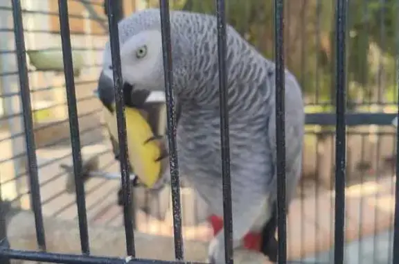 ¡Ayuda! Loro Yaco Charliee Perdido en La Romana