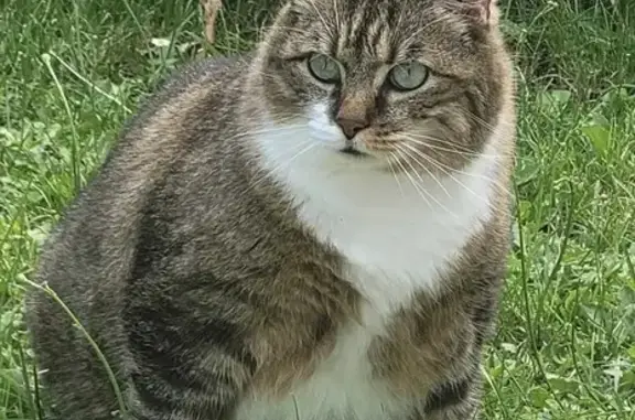 Animaux perdus Langres, photo: Chat tigré marron perdu à Langres