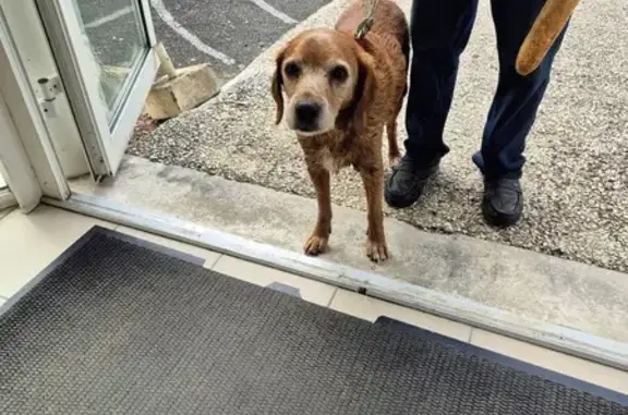Animaux trouvés , photo: Chien marron trouvé à St Denis du Pin