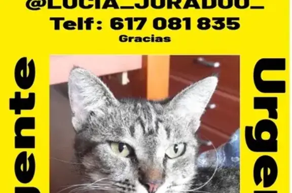 Gato Gris Ojos Verdes Perdido en Córdoba