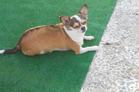 ¡Alerta! Chihuahua Blanca Perdida en Fuente Pila