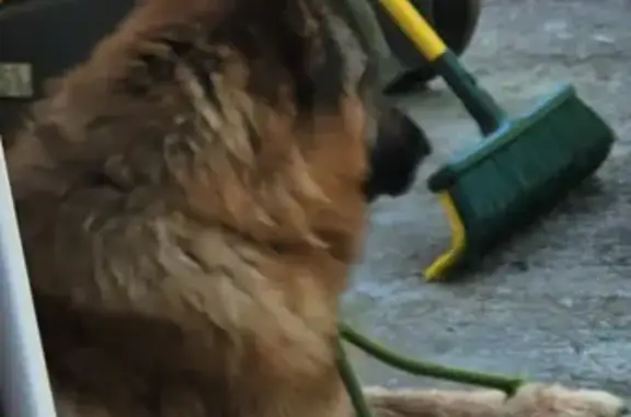 Berger allemand trouvé à Taninges - photo