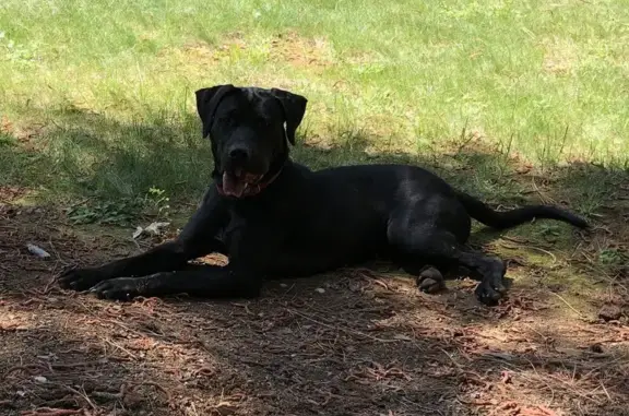 Lost Black Lab Mix on Banner Mountain Trail