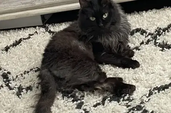 Missing Cat Kiki: Black & Grey, High Anxiety