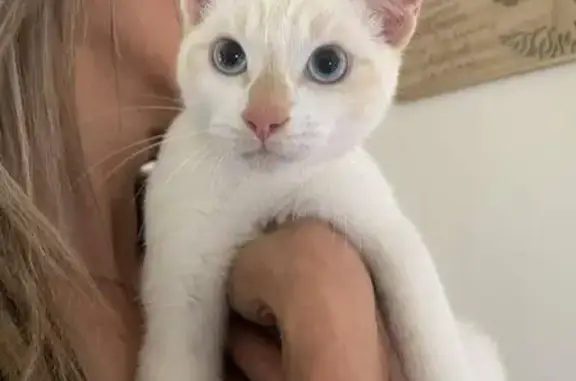 Chat mâle non castré trouvé à Jugon-les-Lacs - photo