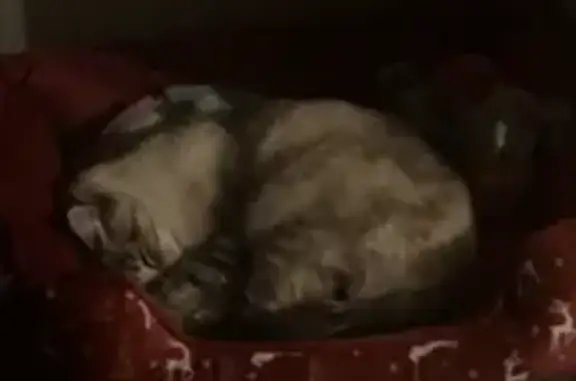 Chat perdu, Aix-en-Provence, photo: Chat crème aux yeux bleus perdu à Aix